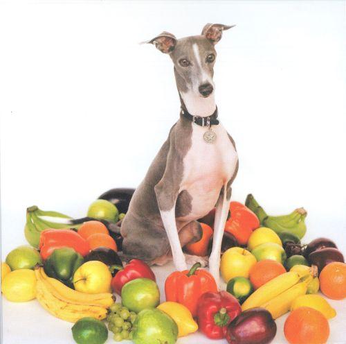 Shellac - “Excellent Italian Greyhound”